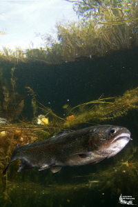 Trout, Valais, Switzerland :-D by Daniel Strub 
